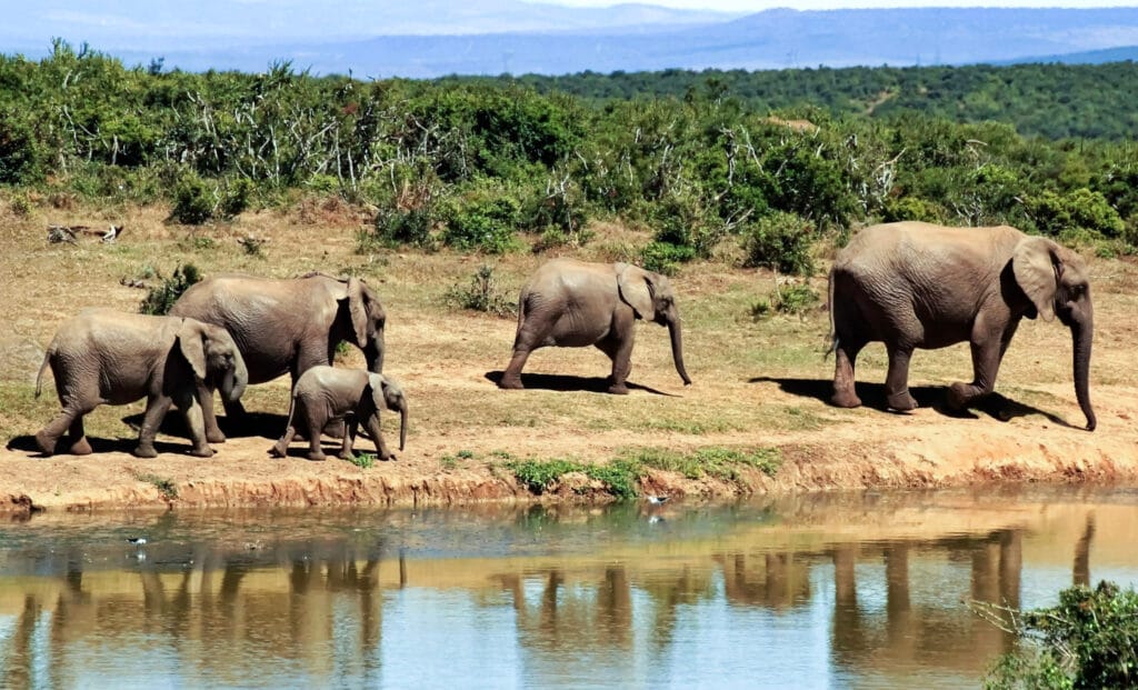 8 Kruger National Park B