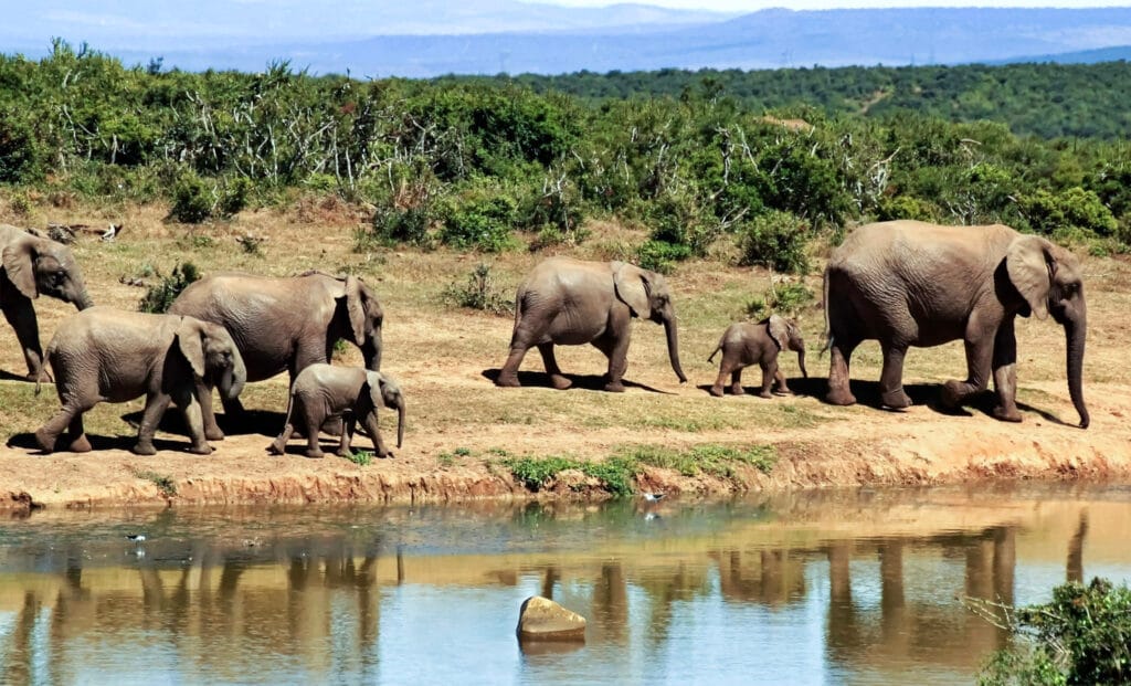 9 Kruger National Park A